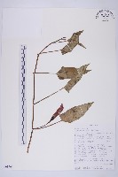 甕菜、空心菜藏品圖，第1張