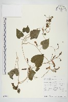 登錄號:S093963藏品圖，第1張