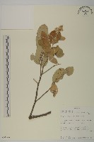 登錄號:S093966藏品圖，第1張