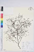 館號:S093970藏品圖，第1張