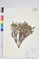 登錄號:S093971藏品圖，第1張