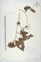 登錄號:S093974藏品圖，第1張