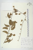 登錄號:S093975藏品圖，第1張