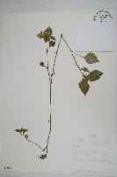 登錄號:S093977藏品圖，第1張