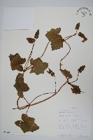 登錄號:S093988藏品圖，第1張