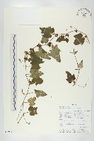 登錄號:S093993藏品圖，第1張