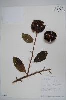 登錄號:S093997藏品圖，第1張