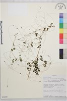 登錄號:S094000藏品圖，第1張