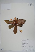 登錄號:S094010藏品圖，第1張