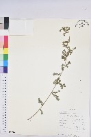 登錄號:S094012藏品圖，第1張