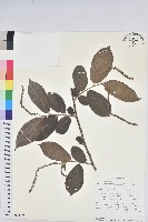登錄號:S094035藏品圖，第1張