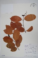 登錄號:S094036藏品圖，第1張