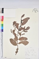 登錄號:S094037藏品圖，第1張