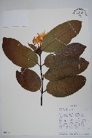 登錄號:S094040藏品圖，第1張