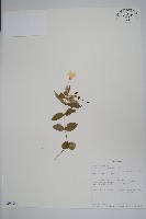 登錄號:S094046藏品圖，第1張