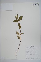 登錄號:S094047藏品圖，第1張