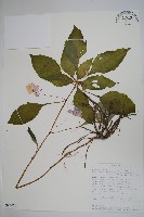 登錄號:S094050藏品圖，第1張