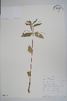 登錄號:S094051藏品圖，第1張