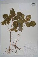 登錄號:S094053藏品圖，第1張