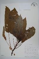 登錄號:S094054藏品圖，第1張