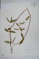 登錄號:S094055藏品圖，第1張