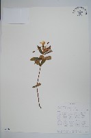 登錄號:S094056藏品圖，第1張