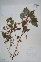 登錄號:S094057藏品圖，第1張