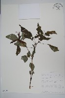 登錄號:S094058藏品圖，第1張