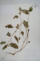 登錄號:S094059藏品圖，第1張