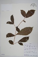 登錄號:S094065藏品圖，第1張