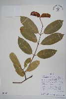 登錄號:S094066藏品圖，第1張