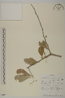 登錄號:S094086藏品圖，第1張