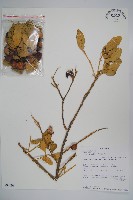 登錄號:S094098藏品圖，第1張