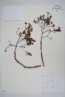 登錄號:S094105藏品圖，第1張