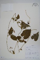 登錄號:S094108藏品圖，第1張
