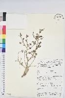 登錄號:S094117藏品圖，第1張