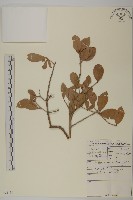 登錄號:S094119藏品圖，第1張
