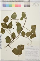 登錄號:S094124藏品圖，第1張