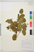 登錄號:S094125藏品圖，第1張