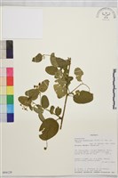 登錄號:S094129藏品圖，第1張