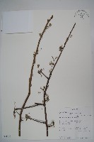 登錄號:S094130藏品圖，第1張