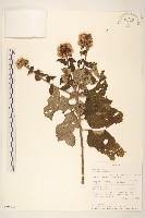 登錄號:S094131藏品圖，第1張