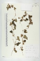 登錄號:S094132藏品圖，第1張