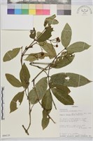 登錄號:S094135藏品圖，第1張