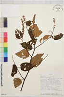 登錄號:S094138藏品圖，第1張