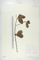 登錄號:S094139藏品圖，第1張