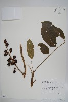 登錄號:S094141藏品圖，第1張