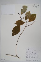 登錄號:S094149藏品圖，第1張
