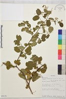 登錄號:S094156藏品圖，第1張