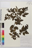 登錄號:S094159藏品圖，第1張